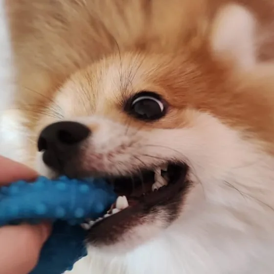 Balu, lulu-da-pomerânia laranja, mordendo um brinquedo azul